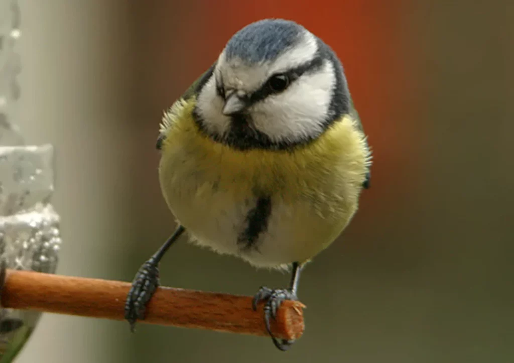 Mésange bleue