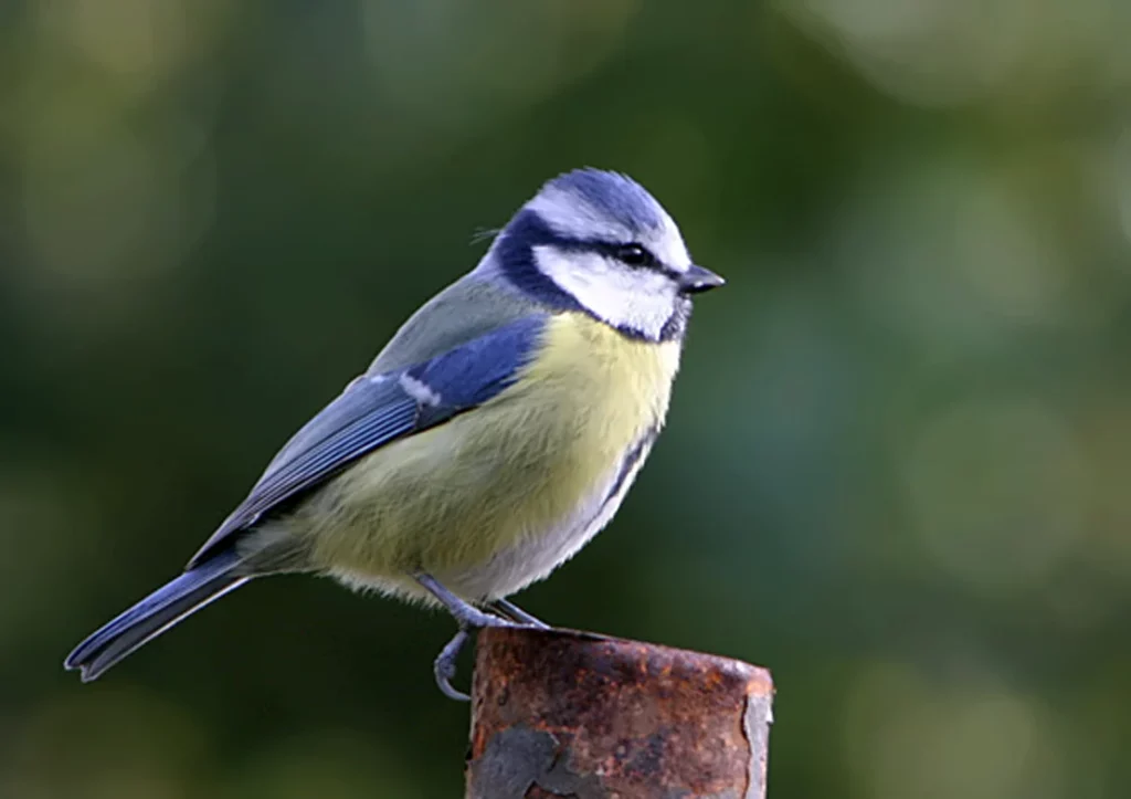 Mésange bleue