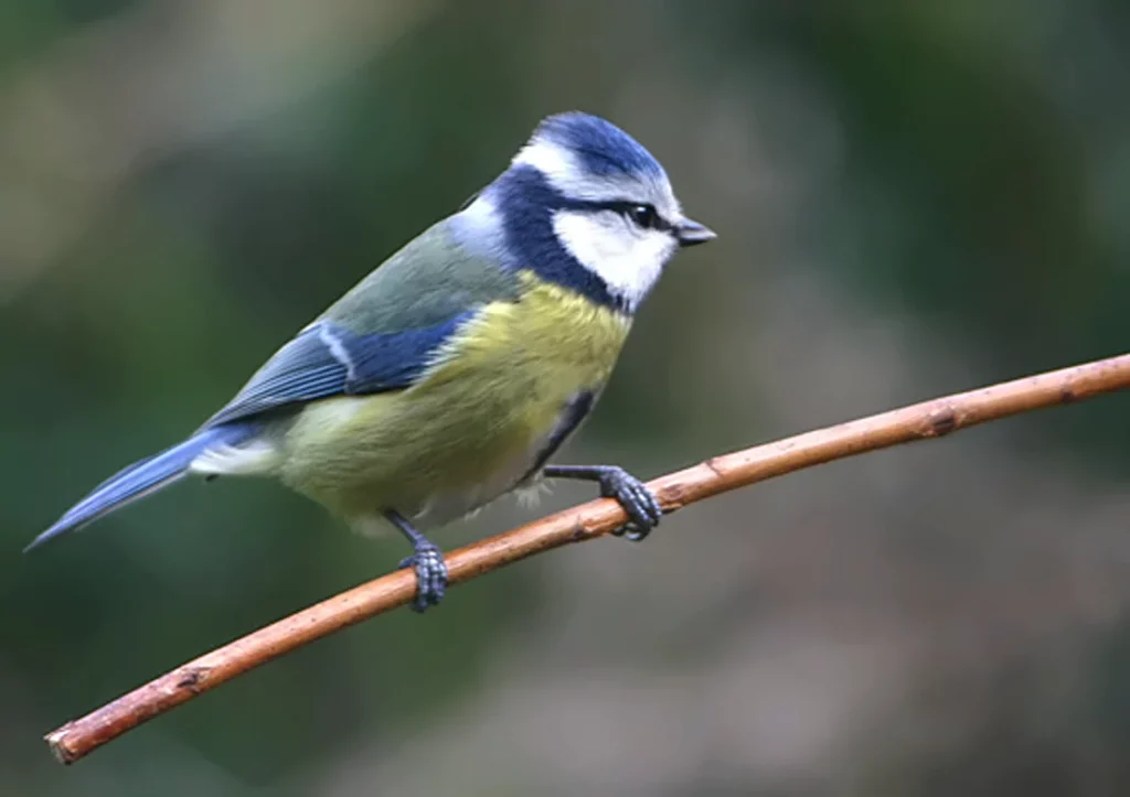 Mésange bleue