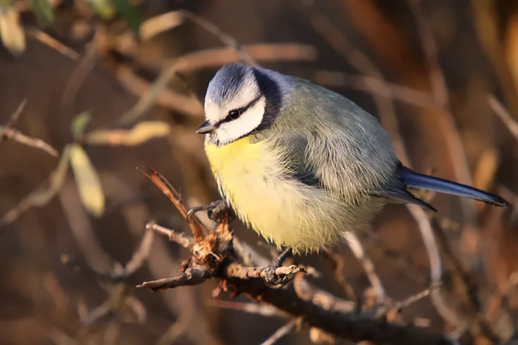 Mésange bleue