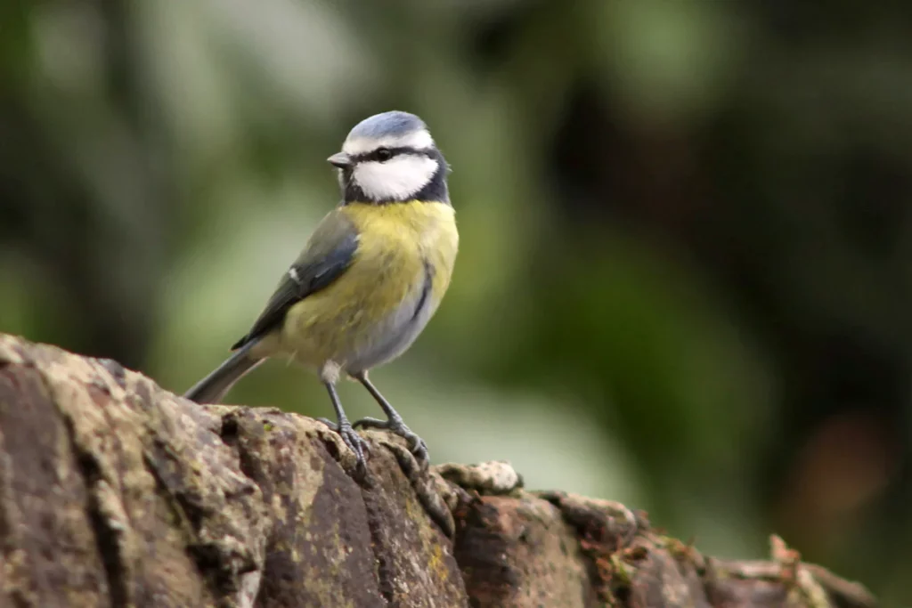 Mésange bleue