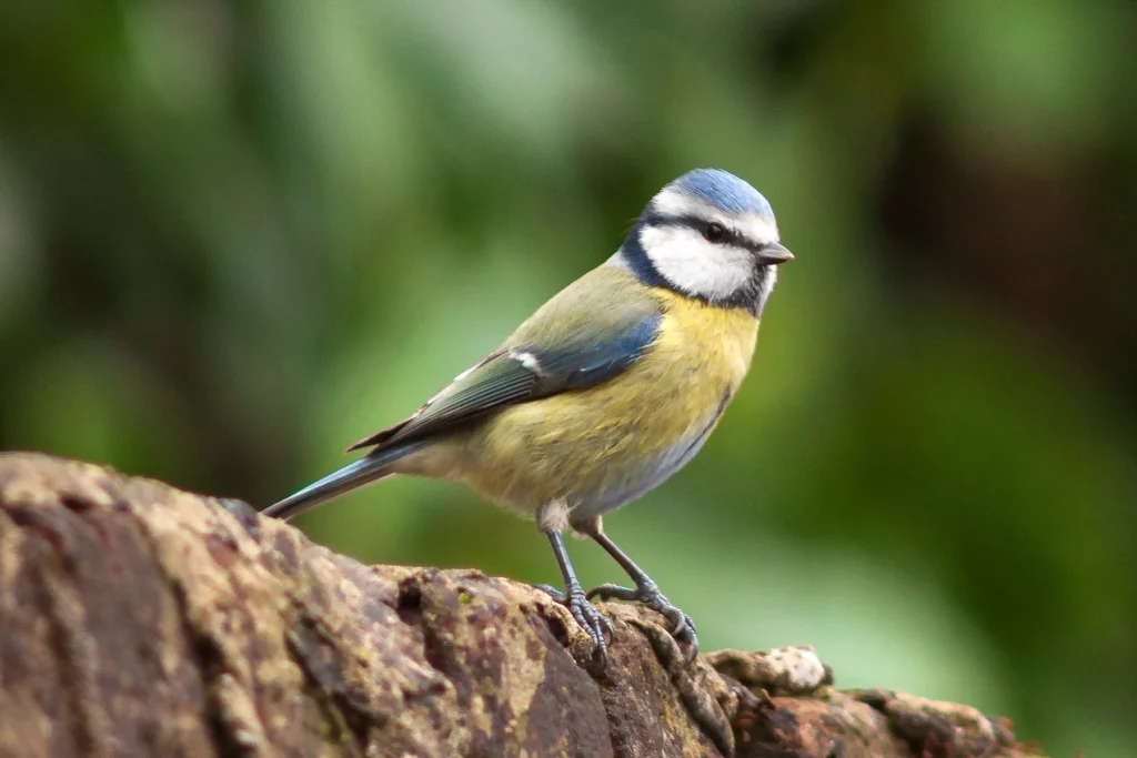Mésange bleue