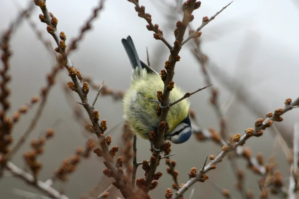 Mésange bleue