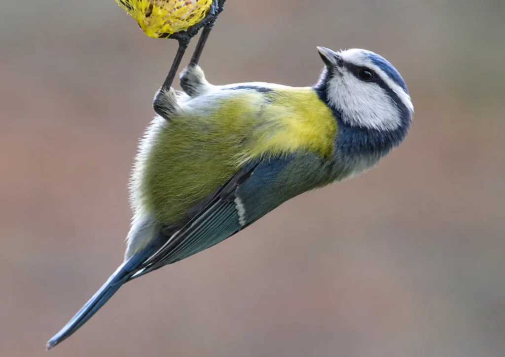 Mésange bleue