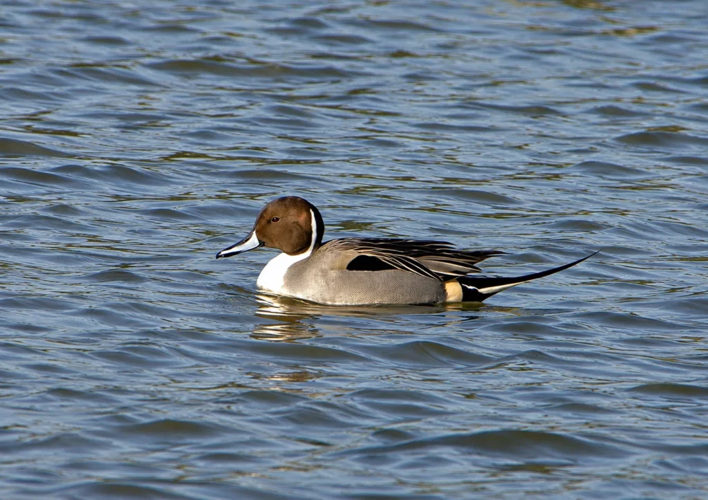 Canard pilet Canard pilet
