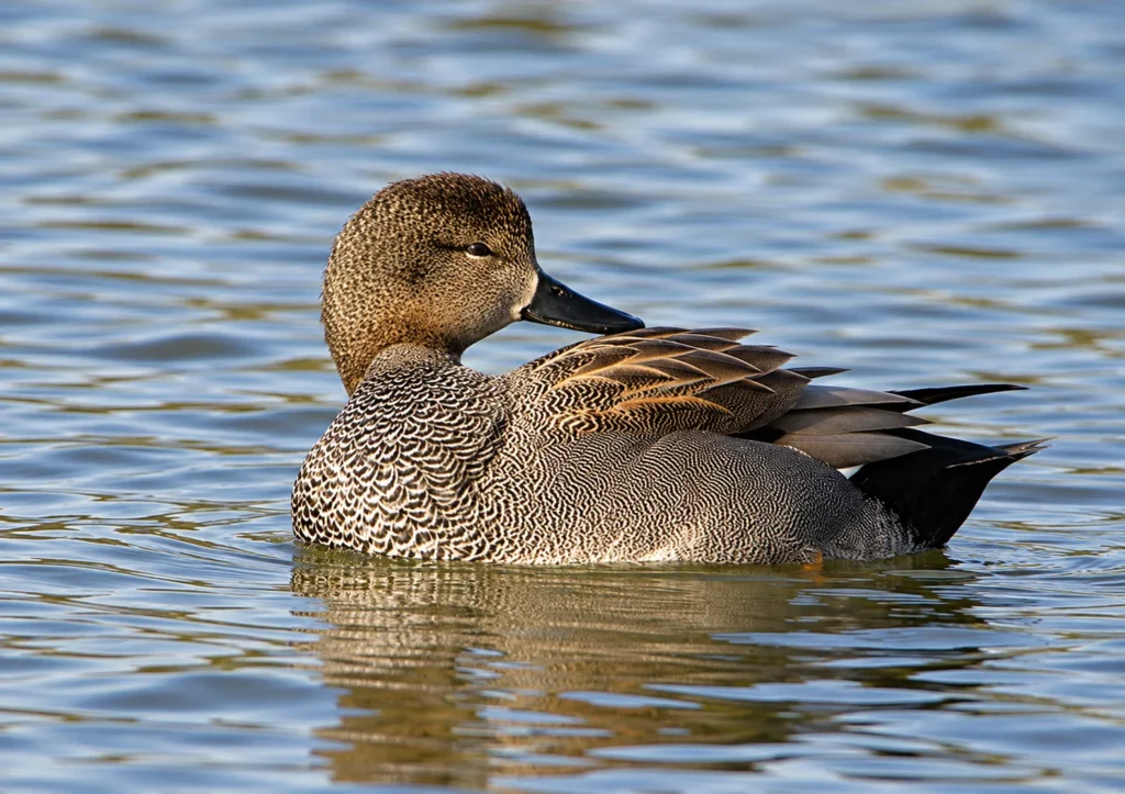 Canard pilet Canard pilet