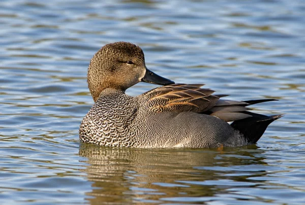 Canard pilet