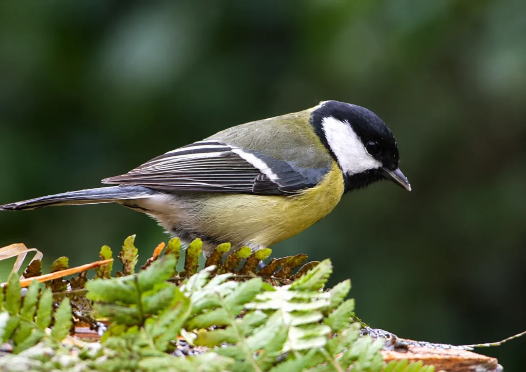 Mésange charbonnière Mésange charbonnière