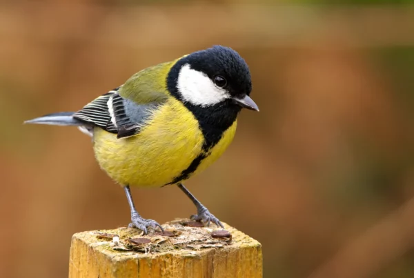 Mésange charbonnière