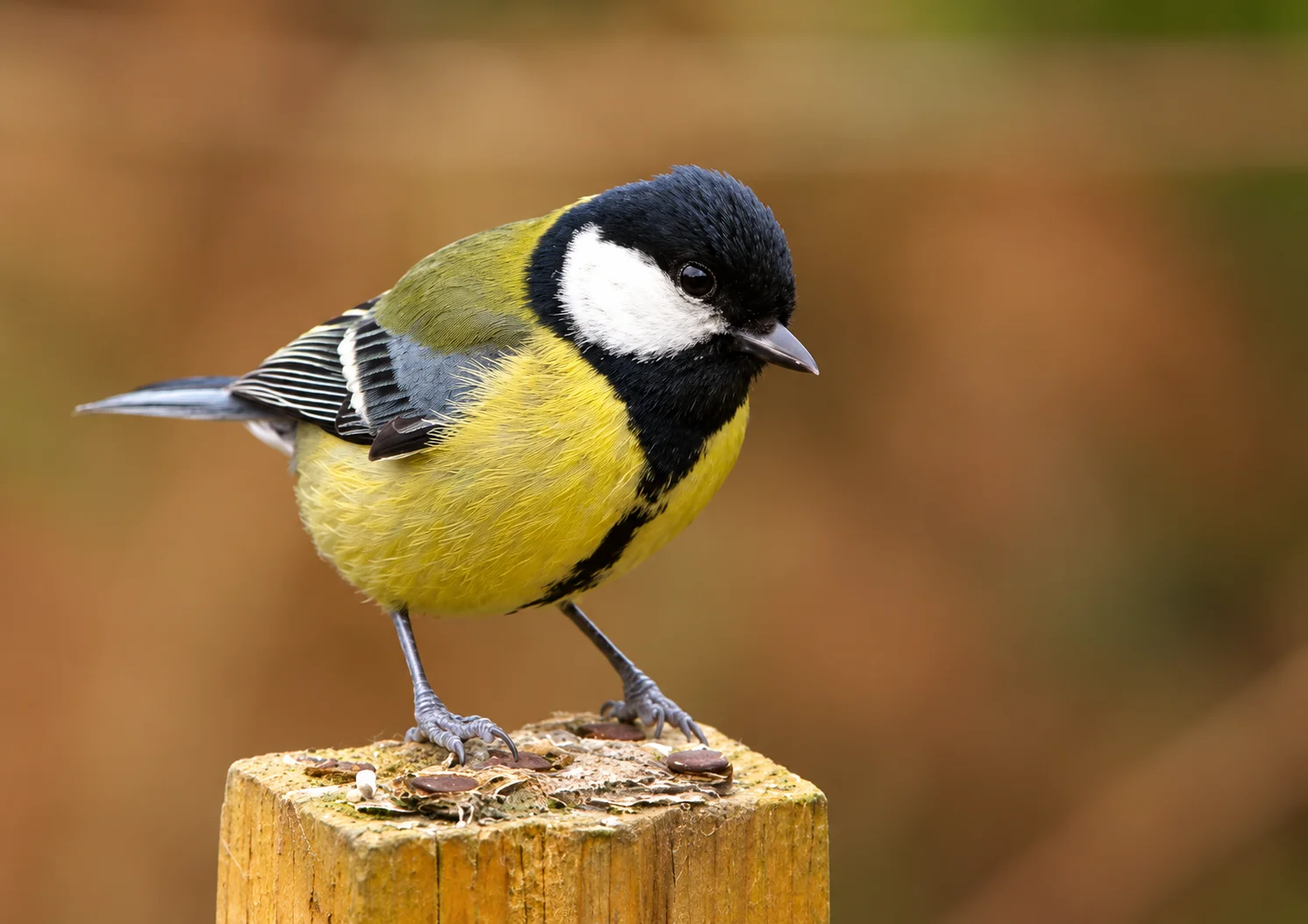 Mésange charbonnière