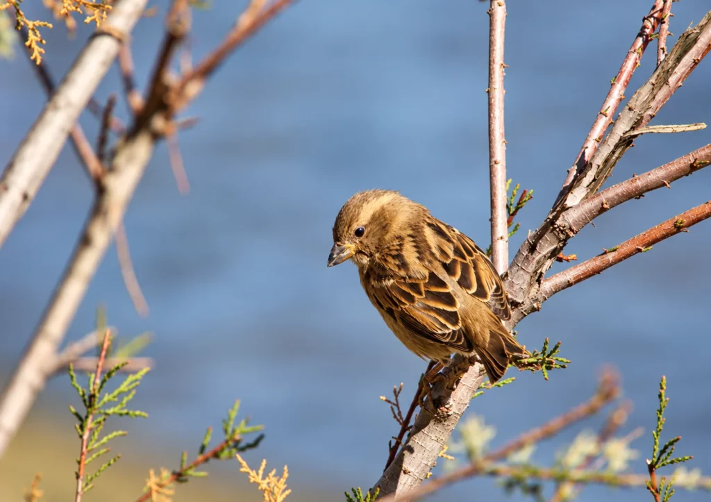 Moineau domestique