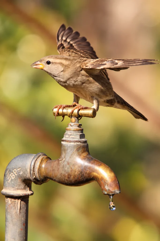 Moineau domestique