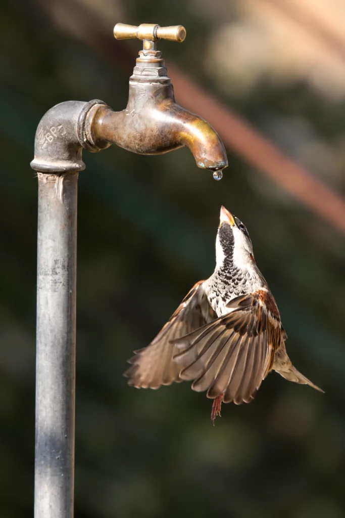 Moineau domestique