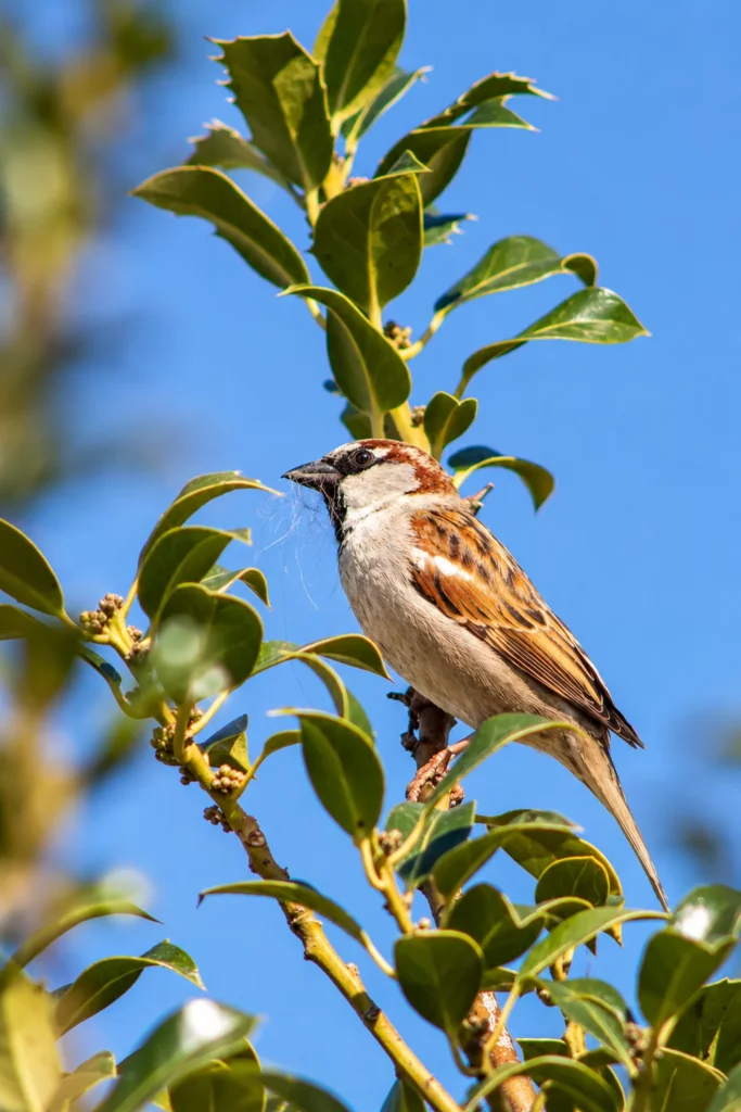Moineau domestique