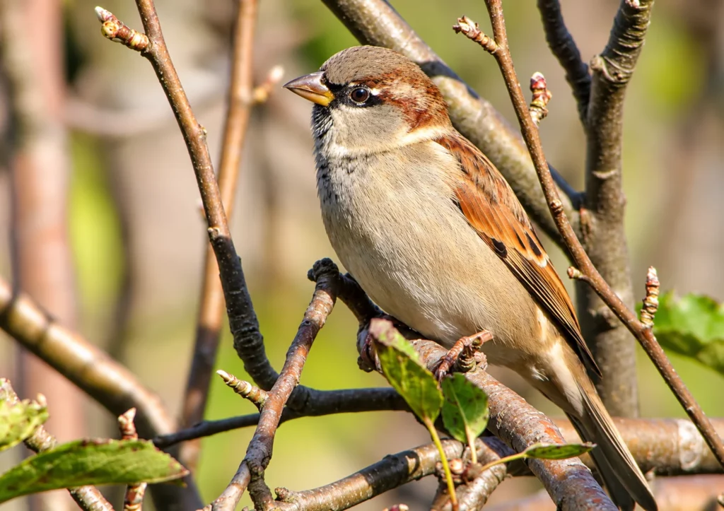 Moineau domestique