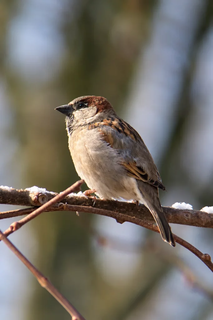 Moineau domestique
