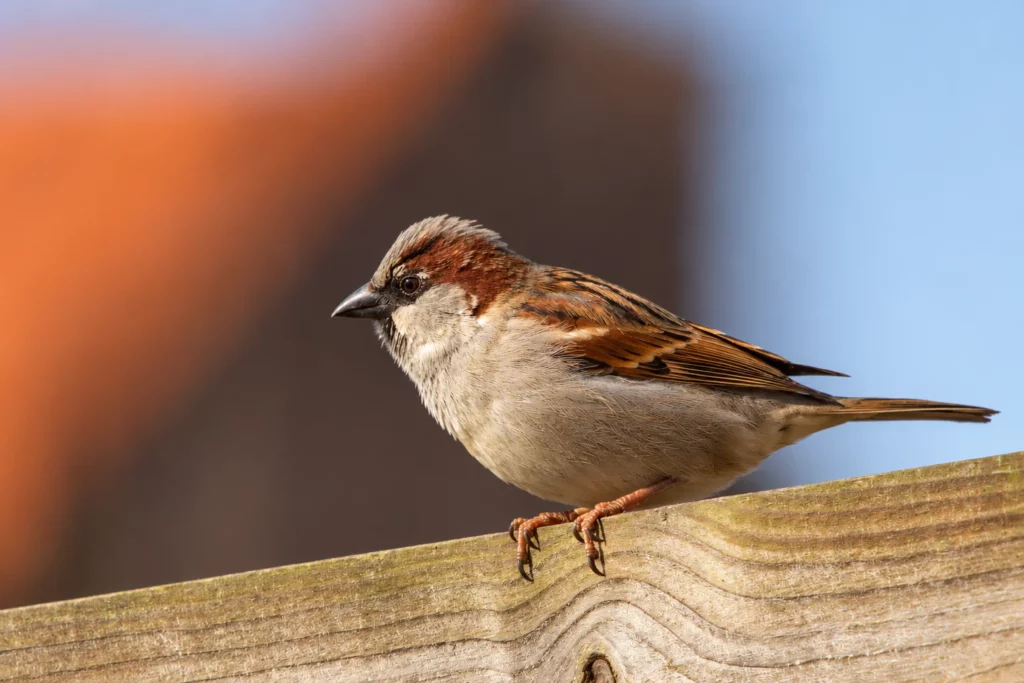 Moineau domestique