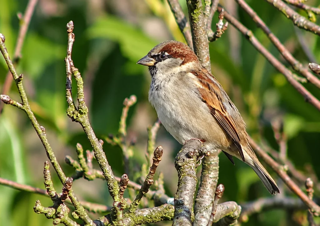 Moineau domestique