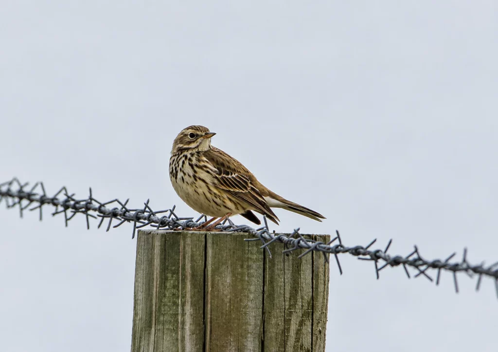 Pipit des arbres Pipit des arbres