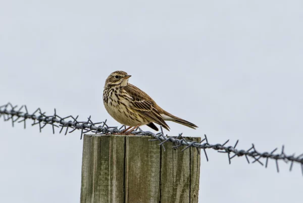 Pipit des arbres