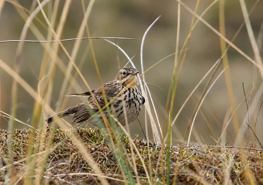 Pipit des arbres Pipit des arbres