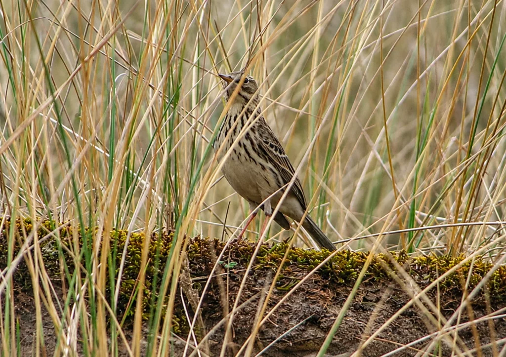 Pipit des arbres Pipit des arbres