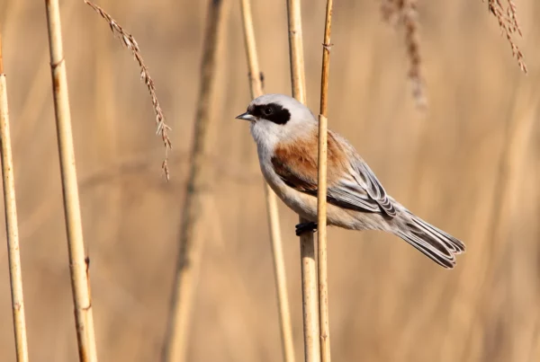 Rémiz Penduline