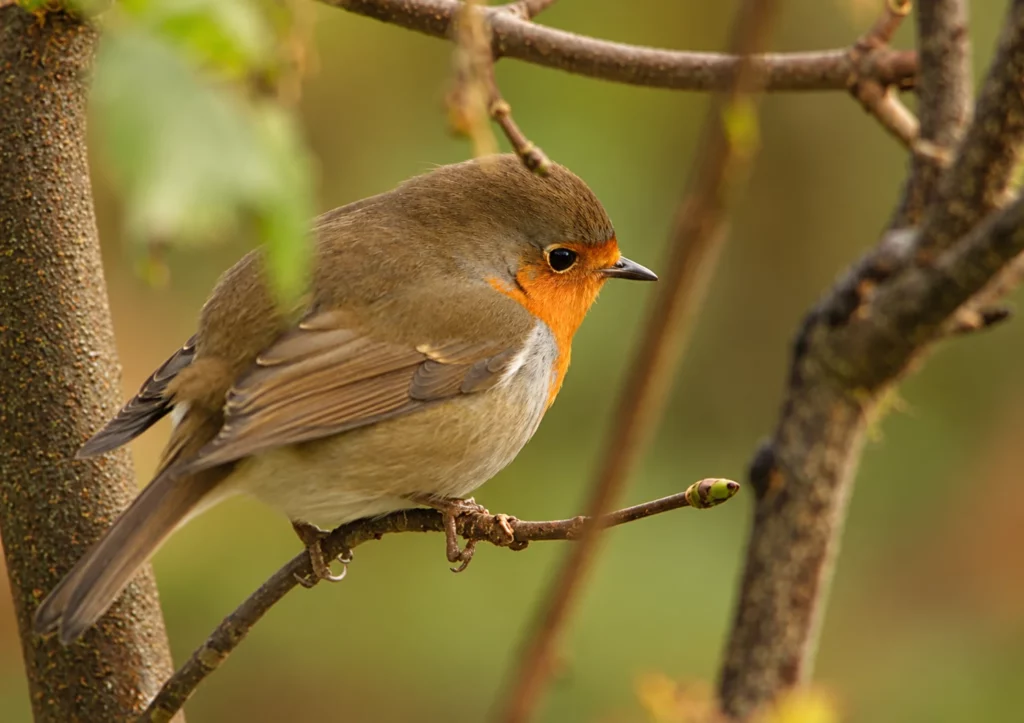 Rouge gorge Rouge gorge