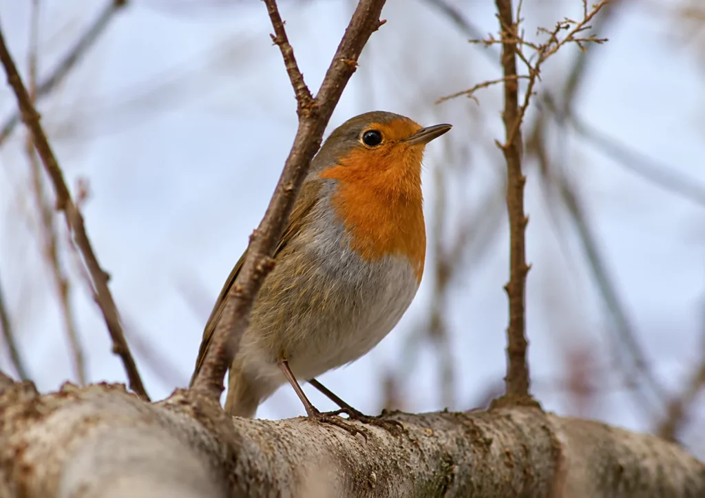 Rouge gorge Rouge gorge
