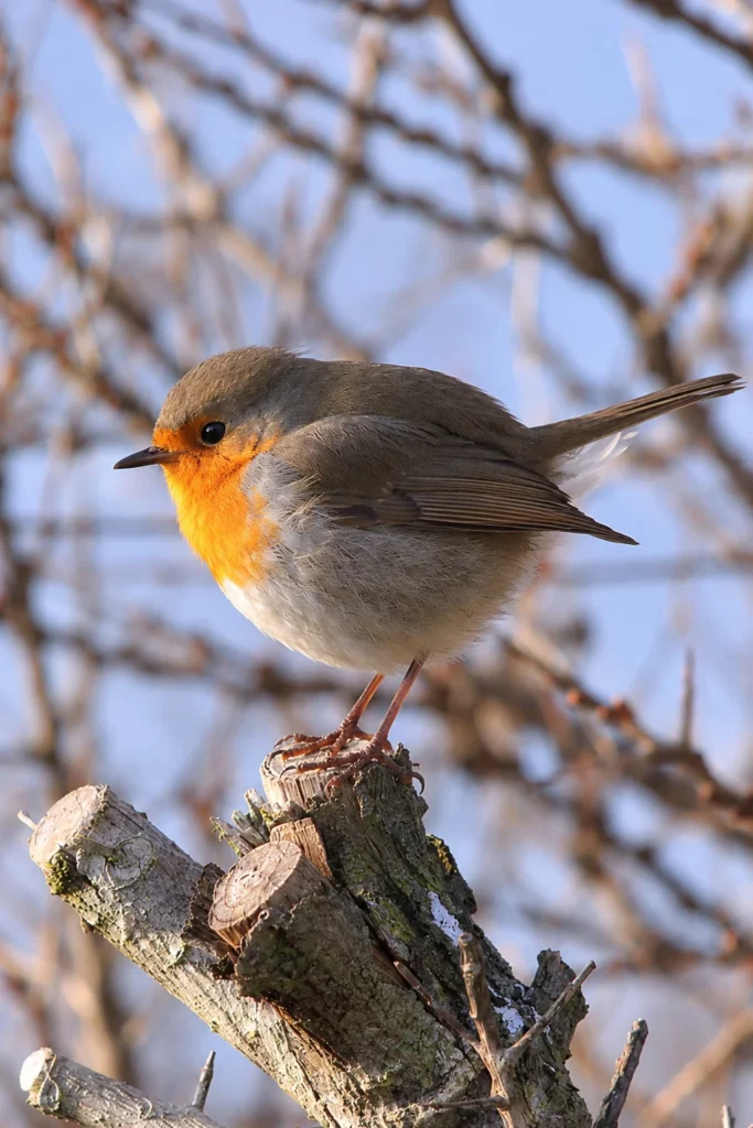 Rouge gorge Rouge gorge