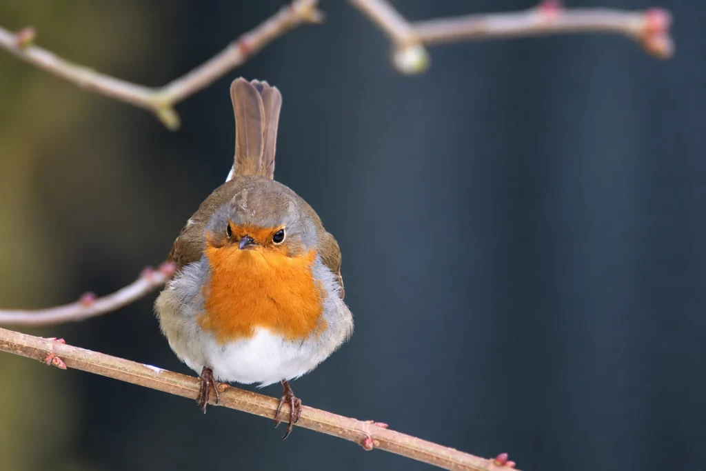 Rouge gorge Rouge gorge