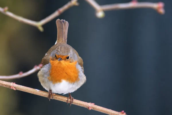 Rouge gorge