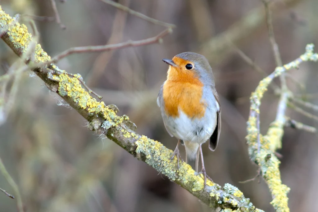 Rouge gorge Rouge gorge