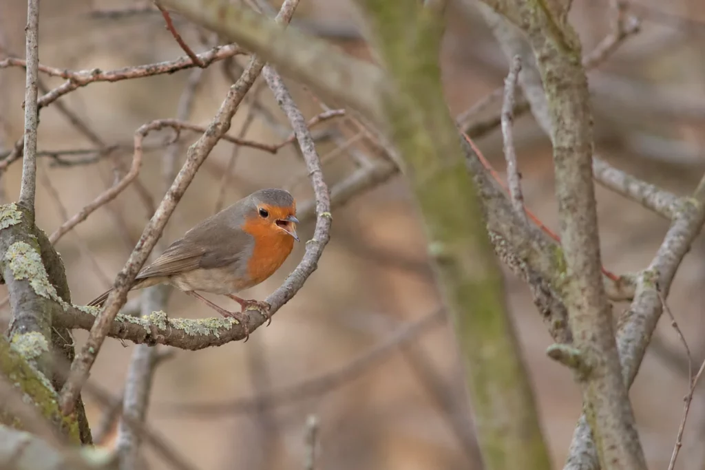 Rouge gorge Rouge gorge