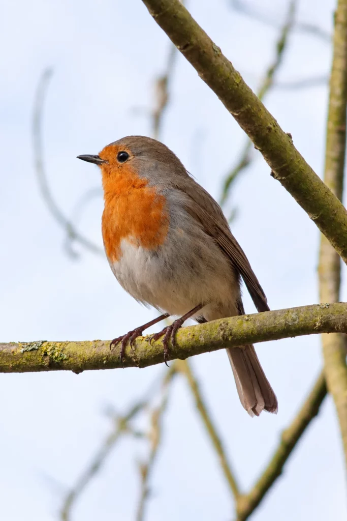Rouge gorge Rouge gorge