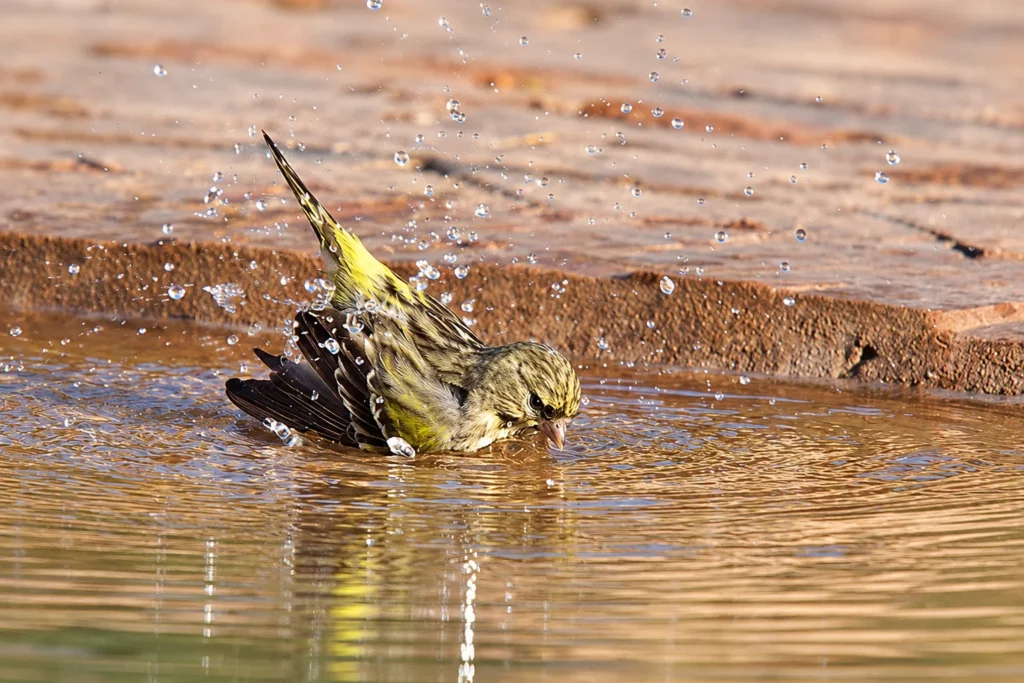 Serin cini Serin cini