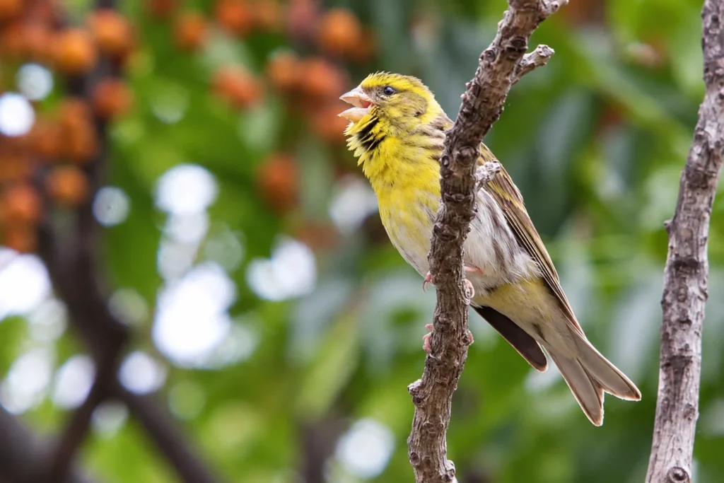 Serin cini Serin cini