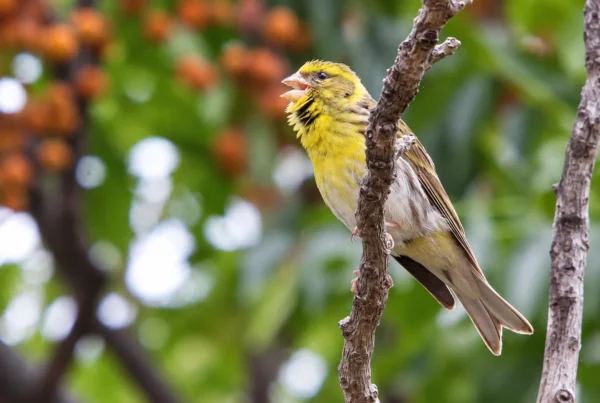 Serin cini