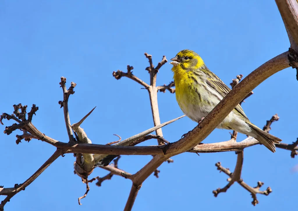 Serin cini Serin cini