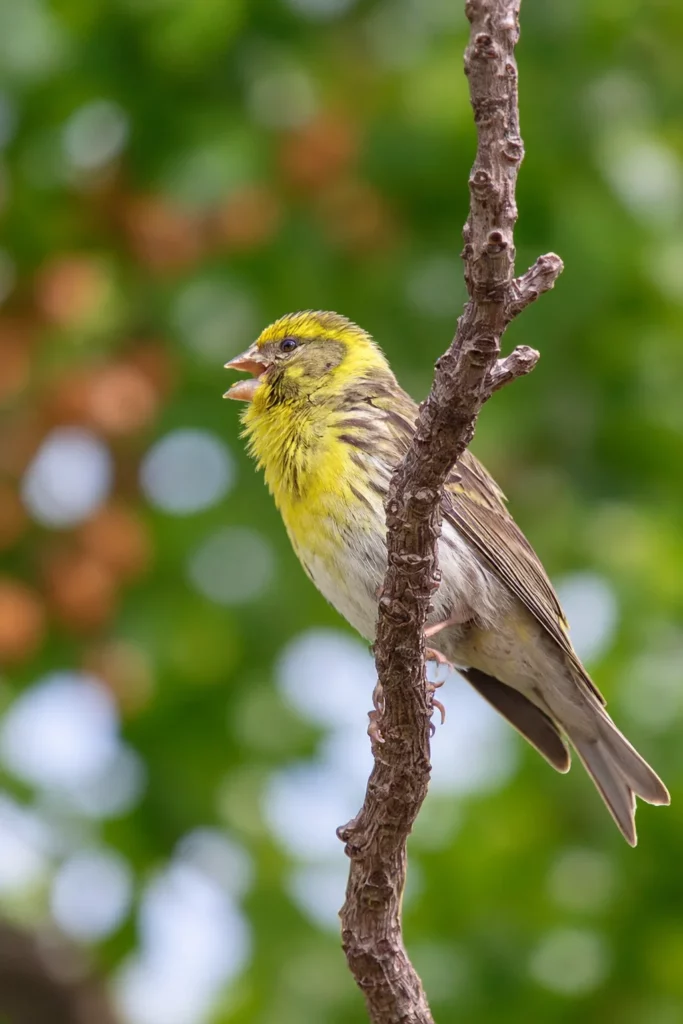 Serin cini Serin cini