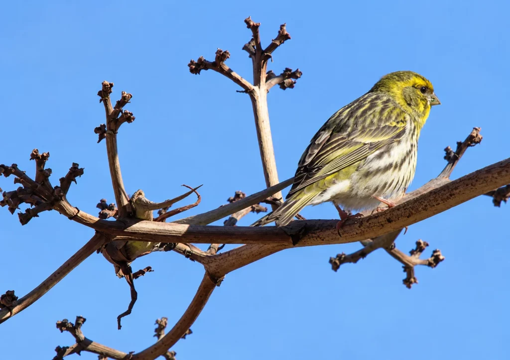 Serin cini Serin cini