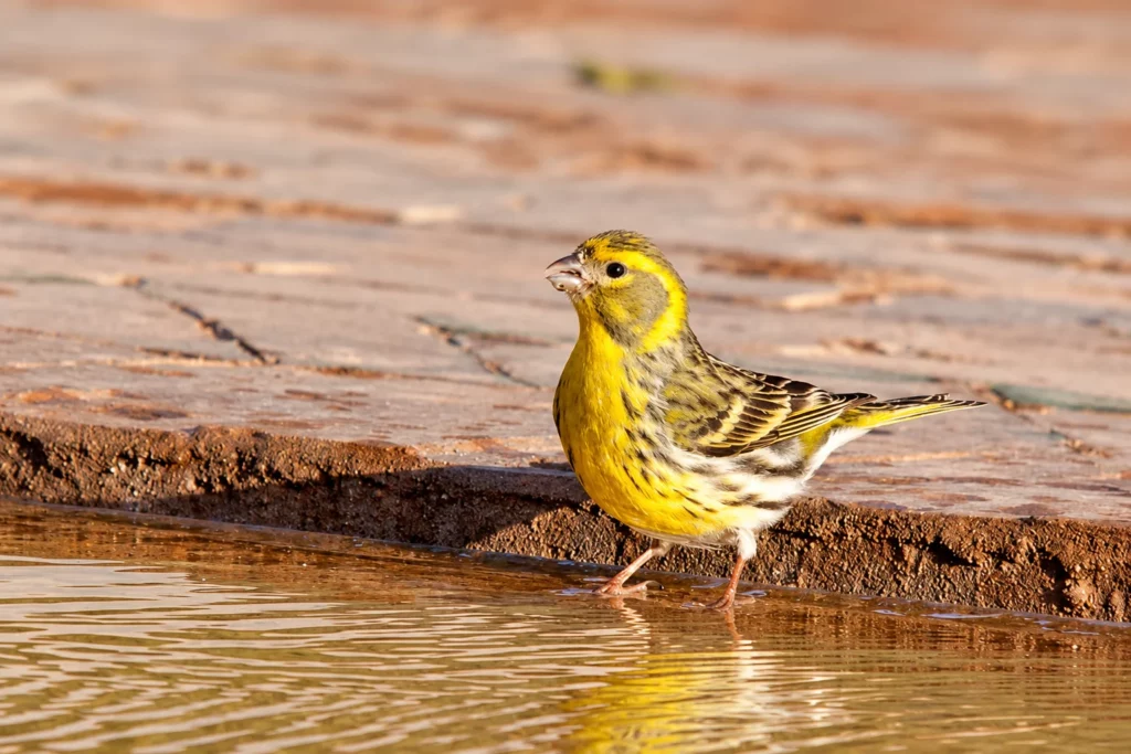 Serin cini Serin cini
