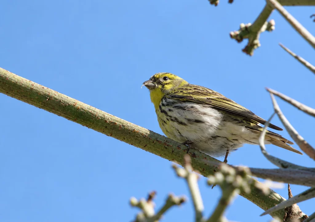 Serin cini Serin cini