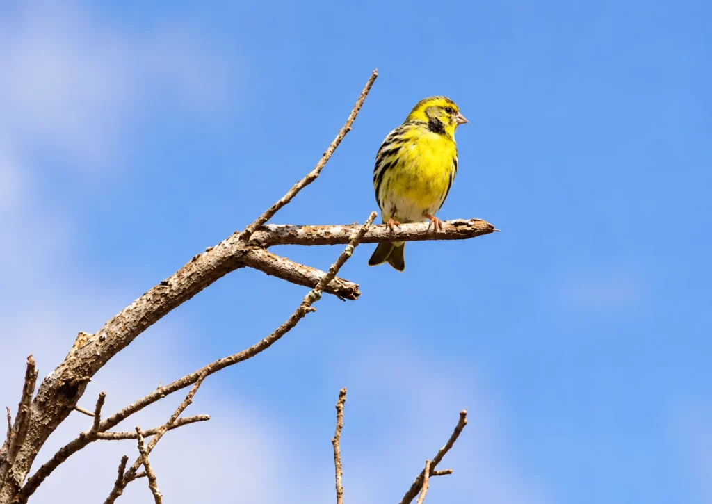 Serin cini Serin cini
