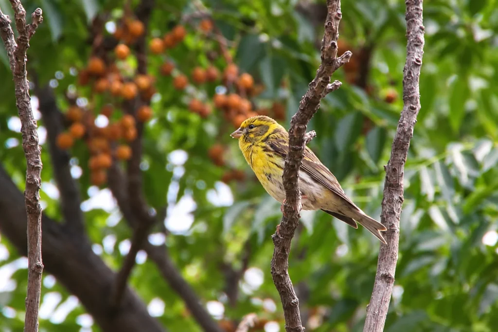 Serin cini Serin cini