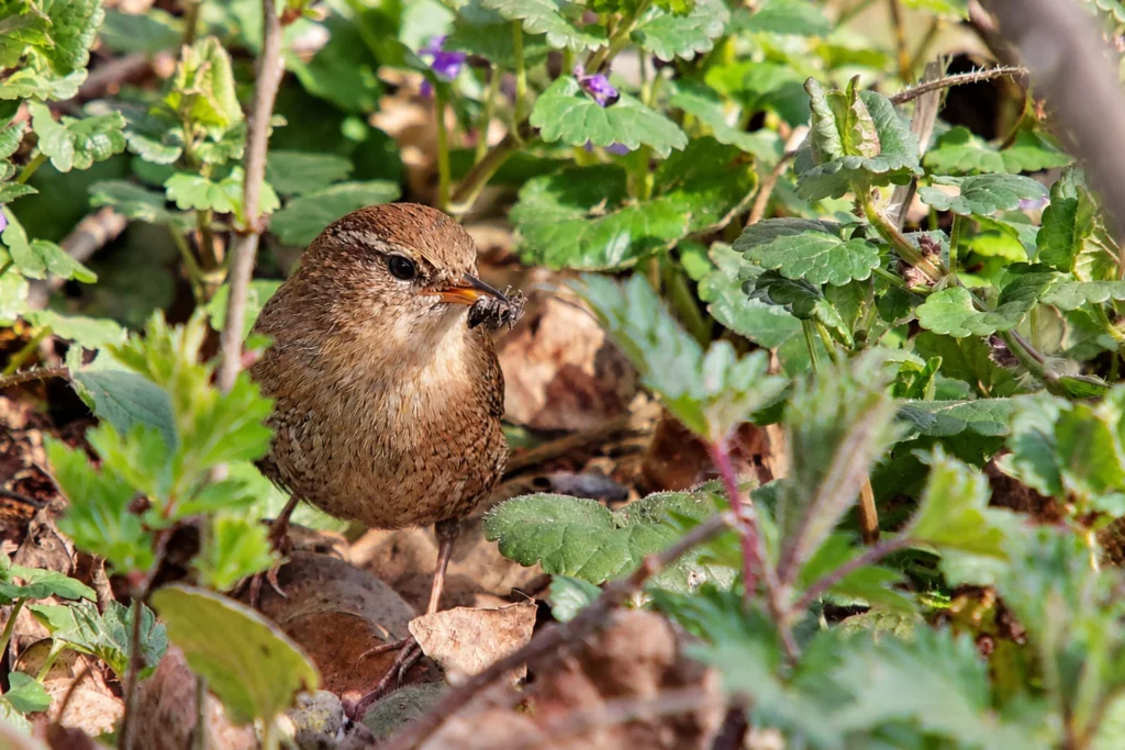 Troglodyte mignon Troglodyte mignon