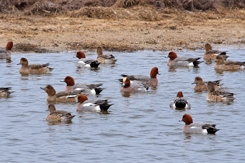 canard siffleur