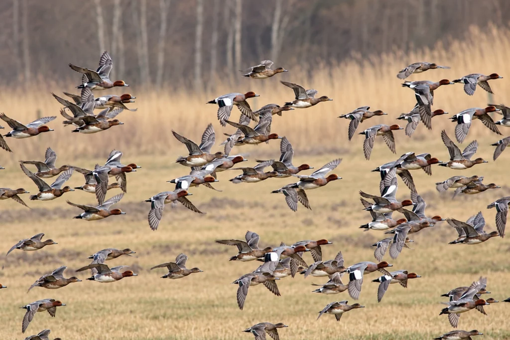 canard siffleur