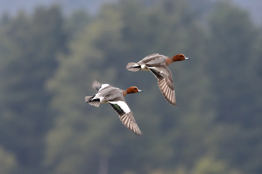 canard siffleur