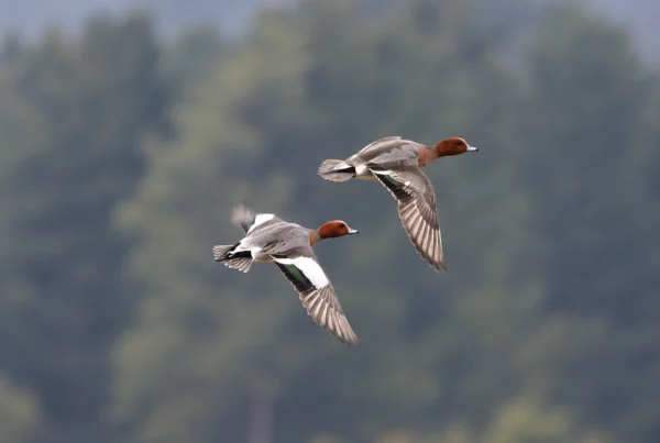 canard siffleur